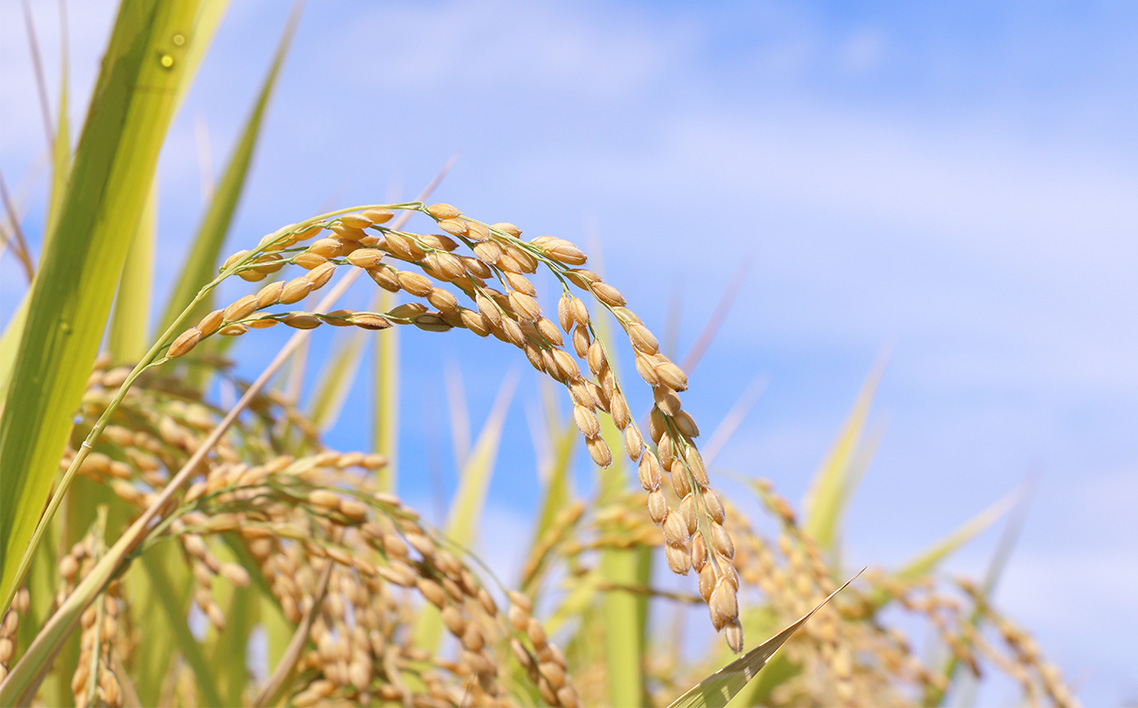 No.086 【令和7年度産】松島産ひとめぼれ5kg×6袋