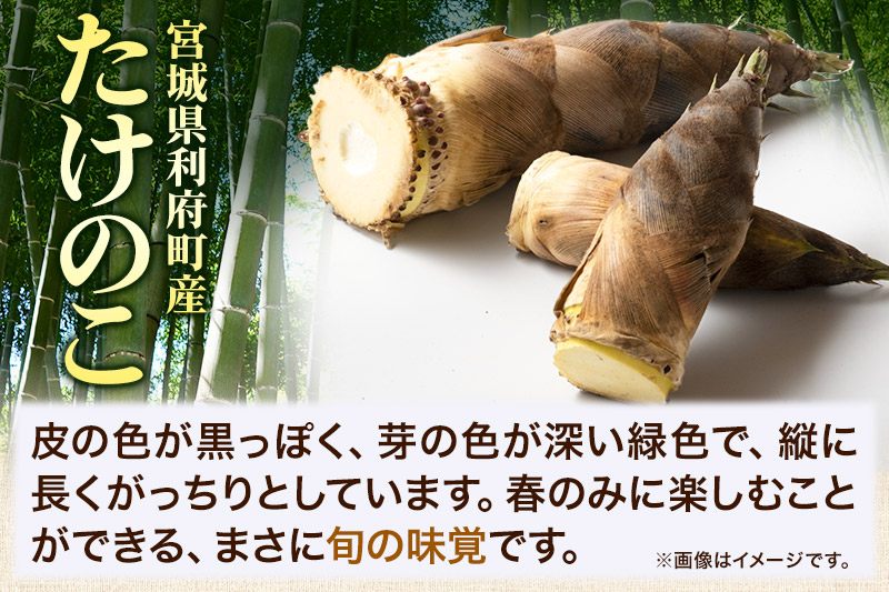 【先行受付 2026年4月以降発送】宮城県利府町産 採れたて たけのこ 皮付き2kg以上（2～6本）筍 タケノコ 野菜 国産 新鮮 旬