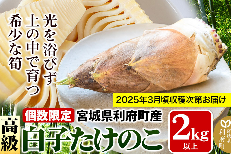 宮城県利府町産 採れたて 高級白子たけのこ 皮付き2kg以上（2～6本）筍 タケノコ 野菜 国産 新鮮 旬: 利府町ANAのふるさと納税