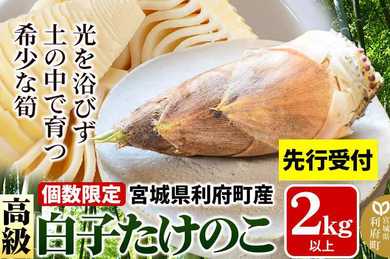 タケノコ 【 先行受付 2026年4月以降発送】宮城県 利府町産 採れたて 高級白子たけのこ 皮付き2kg以上（2～6本）筍 野菜 国産 新鮮 旬