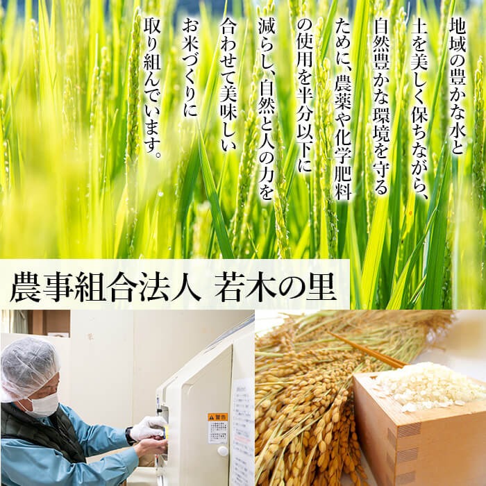 【令和7年産】＜6か月定期便＞特別栽培米 ササニシキ 10kg×6回(合計60kg) お米 おこめ 米 コメ 白米 ご飯 ごはん おにぎり お弁当 頒布会【農事組合法人若木の里】ta546