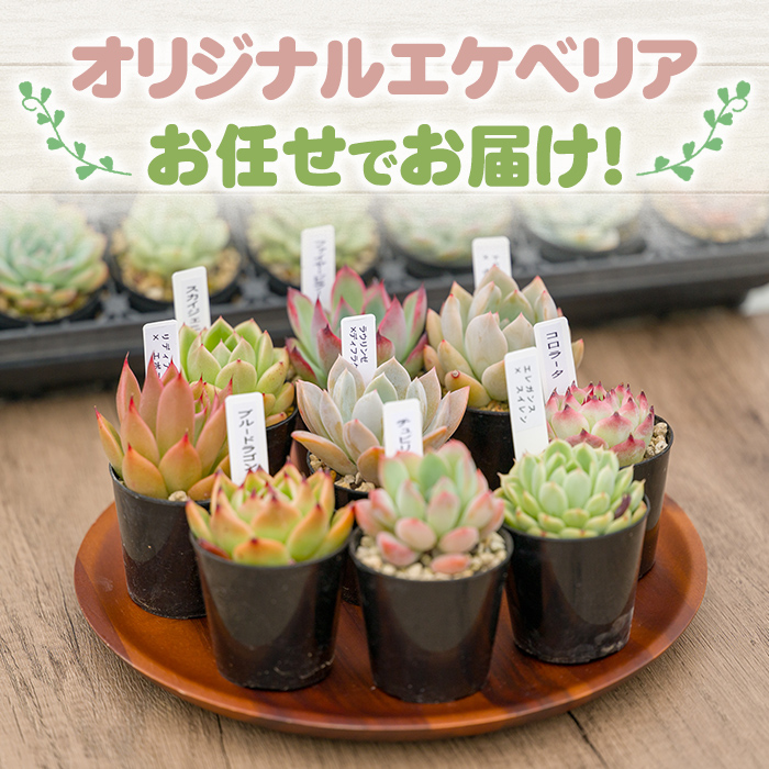 多肉植物 おまかせセット ＜6個＞ 6cmポット エケベリア アソート セット 観葉植物 インテリア 多肉 植物 ビザールプランツ 【ゆうゆうグリーン】ta551