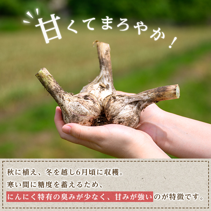 特選バラにんにく 3kg にんにく ニンニク ガーリック 六片種 ばら ホワイト おつまみ 健康 食品 料理 産地直送 宮城県 大和町 【株式会社ファーム沢渡】ta501