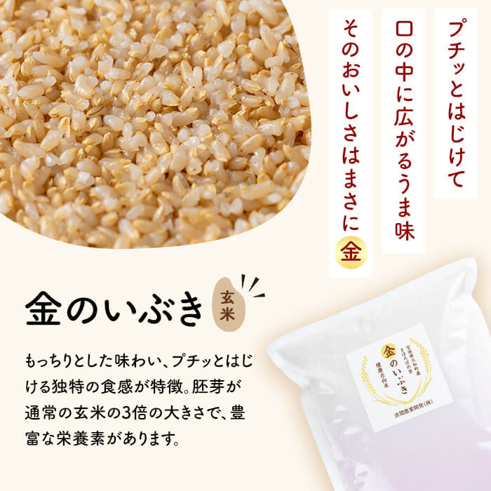玄米 金のいぶき 自宅用 合計3,750g (750g×5袋) 小分け お米 おこめ 米 コメ 玄米 ご飯 ごはん おにぎり お弁当【赤間農業開発株式会社】ta311