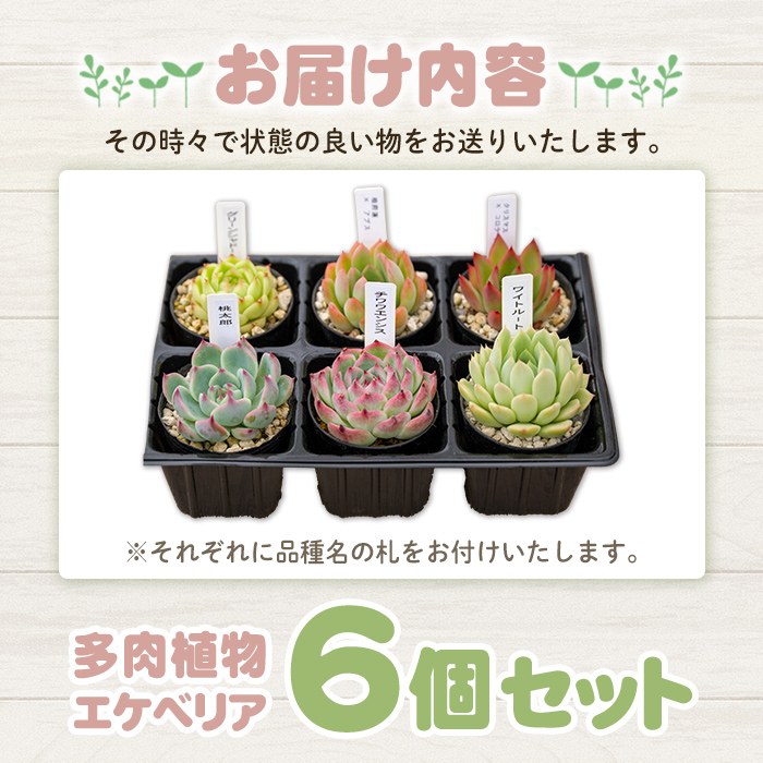 多肉植物 おまかせセット ＜6個＞ 6cmポット エケベリア アソート セット 観葉植物 インテリア 多肉 植物 ビザールプランツ 【ゆうゆうグリーン】ta551