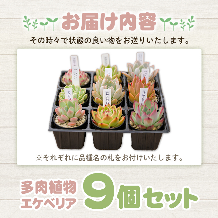 多肉植物 おまかせセット ＜9個＞ 6cmポット エケベリア アソート セット 観葉植物 インテリア 多肉 植物 ビザールプランツ 【ゆうゆうグリーン】ta552