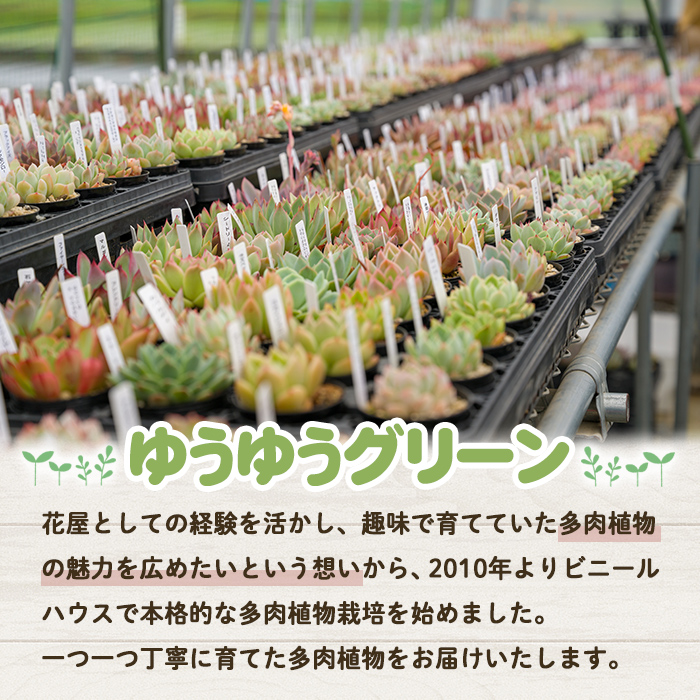 多肉植物 おまかせセット ＜6個＞ 6cmポット エケベリア アソート セット 観葉植物 インテリア 多肉 植物 ビザールプランツ 【ゆうゆうグリーン】ta551