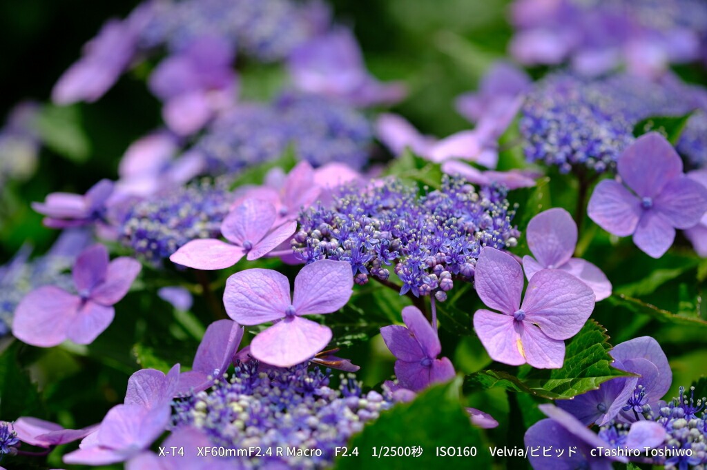 ※おひとり様1点限り※ 富士フイルム レンズ XF60mmF2.4 R Macro カメラ 単焦点 中望遠 マクロ APS-C ミラーレス Xマウント FUJIFILM フジノンレンズ【富士フイルムイメージングシステムズ株式会社】ta342