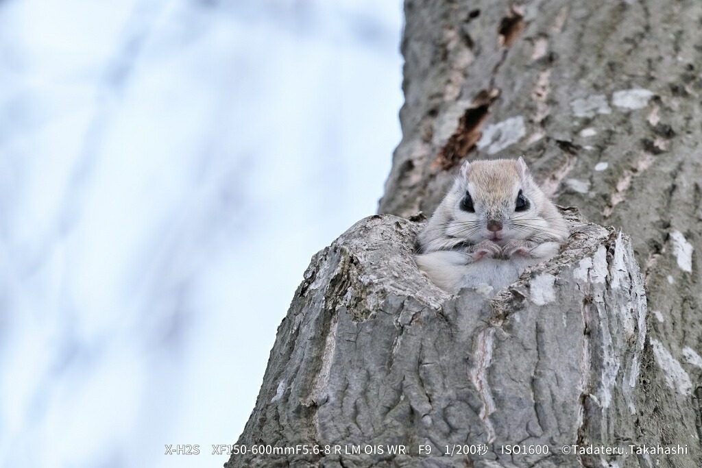※おひとり様1点限り※ 富士フイルム レンズ XF150-600mmF5.6-8 R LM OIS WR カメラ 望遠 超望遠 ズーム APS-C 防滴 防塵 ミラーレス Xマウント FUJIFILM フジノンレンズ【富士フイルムイメージングシステムズ株式会社】ta343