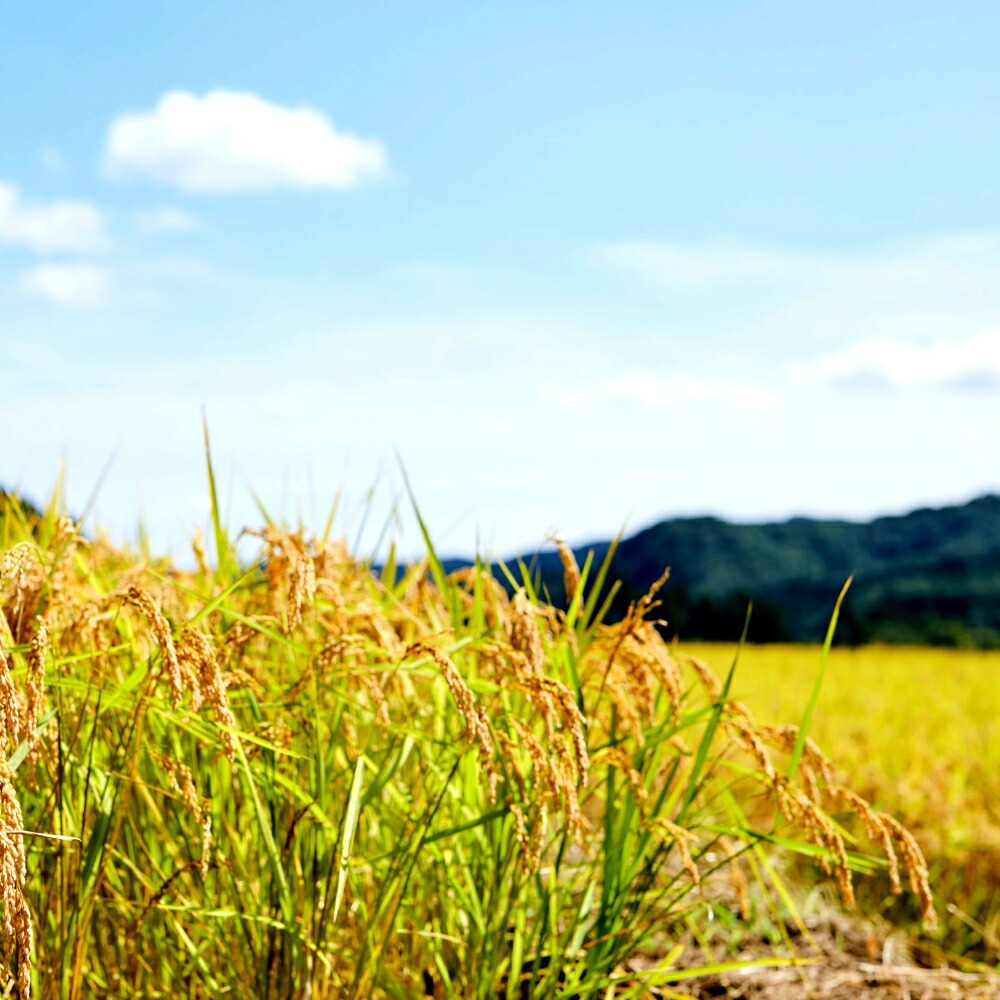 令和4年産農姫米(ひとめぼれ) 3kg×3袋／9kg お米 おこめ 米 コメ 白米 ご飯 ごはん おにぎり お弁当【株式会社五十嵐商会】ta211