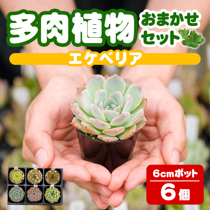 多肉植物 おまかせセット ＜6個＞ 6cmポット エケベリア アソート セット 観葉植物 インテリア 多肉 植物 ビザールプランツ 【ゆうゆうグリーン】ta551