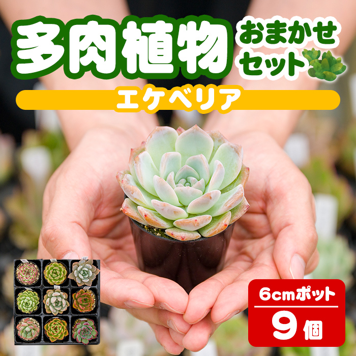 多肉植物 おまかせセット ＜9個＞ 6cmポット エケベリア アソート セット 観葉植物 インテリア 多肉 植物 ビザールプランツ 【ゆうゆうグリーン】ta552