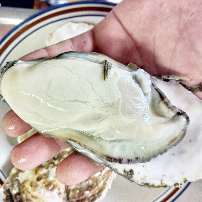 松島牡蠣屋 冷凍牡蠣（生食用） 8kg 生牡蠣 宮城県産 牡蛎 牡蠣 カキ オイスター カキフライ 牡蠣鍋 海鮮 国産 魚貝類 急速冷凍 【菊地水産合同会社】ta628
