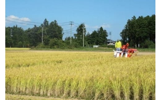 【6回定期便】 精米 令和7年産 宮城県産ひとめぼれ 計60kg (10kg×6回) [菅原商店 宮城県 加美町 ]   |sg-hb10-t6-r7