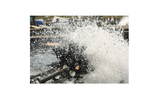 ＜宮城鮎工房＞宮城県加美町産鮎の極み　厳選「はやせ鮎」一夜干し　10枚 [宮城鮎工房 宮城県 加美町 44581308] 