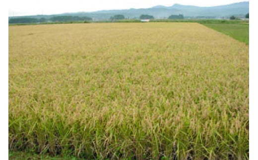 東北 昔ながらの味 くるみゆべし 12個 [おかしの越後屋 宮城県 加美町 44581397] ゆべし くるみ 和菓子