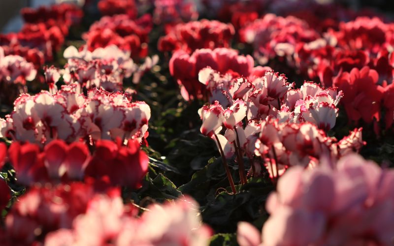 シクラメン (お色おまかせ) 5号鉢【花】※北海道・沖縄・離島への配送不可　/花 ガーデニング 家庭 人気 園芸 家庭菜園 庭いじり 【wakuyaengei003】 5号鉢