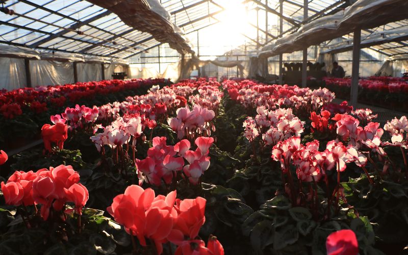 シクラメン (お色おまかせ) 6号鉢  / 花 お花 ガーデニング 家庭 園芸 家庭菜園 庭いじり 【wakuyaengei002】 6号鉢