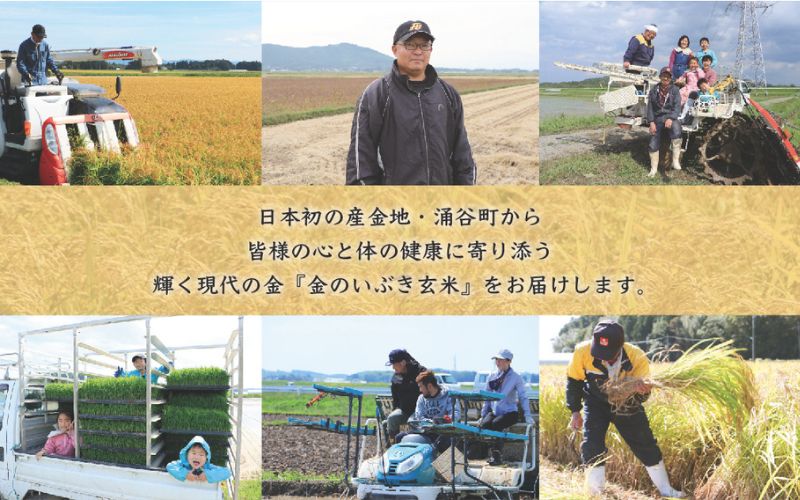 【宮城ブランド米】金のいぶき 玄米 5kg / 玄米 米 お米 ご飯 ブランド米 健康 栄養豊富 産地直送 　【aubless015】 玄米 5kg