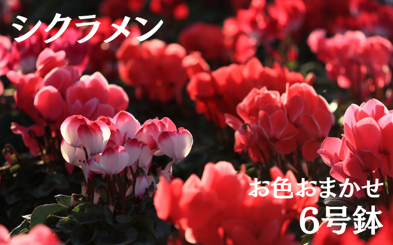 シクラメン (お色おまかせ) 6号鉢  / 花 お花 ガーデニング 家庭 園芸 家庭菜園 庭いじり 【wakuyaengei002】 6号鉢