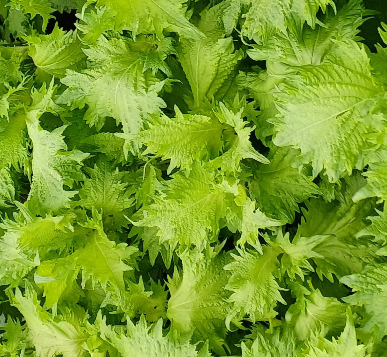 宮城の紫蘇香るクラフトビール　6本箱