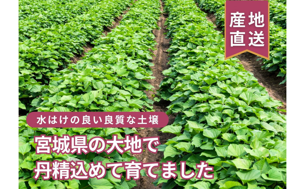 デリシャスファームの干し芋120ｇ×5袋セット