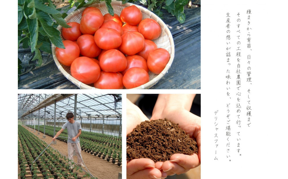 デリシャスファームのトマト(麗月)3キロ箱