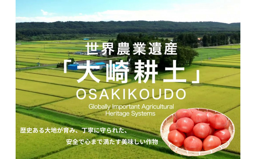 デリシャスファームのトマト(麗月)2キロ箱