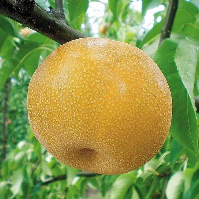 北浦梨 豊水５kg（9～12玉）（9／15～順次発送）