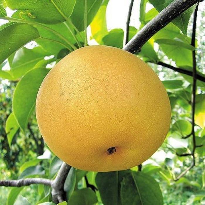 北浦梨　あきづき５kg（8～12玉）（9／25～順次発送）