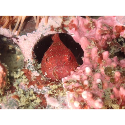 宮城ダイビングサービスハイブリッジの体験ダイビング(1ボートダイブ)