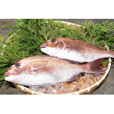 近海お刺身詰め合わせ(サーモン・ひらめ・真鯛・平目昆布〆) 各60g×2パック【配送不可地域：離島】