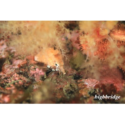 宮城ダイビングサービスハイブリッジの体験ダイビング(1ボートダイブ)