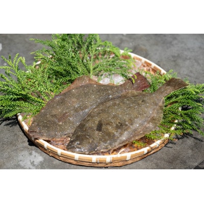 近海お刺身詰め合わせ(サーモン・ひらめ・真鯛・平目昆布〆) 各60g×2パック【配送不可地域：離島】