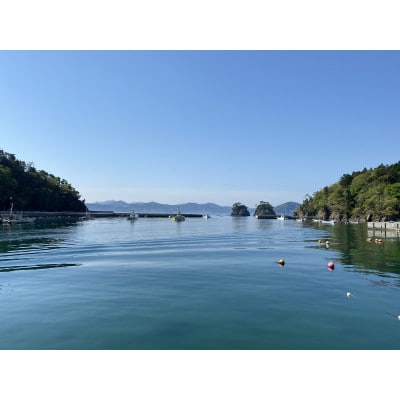 宮城ダイビングサービスハイブリッジの体験ダイビング(1ボートダイブ)