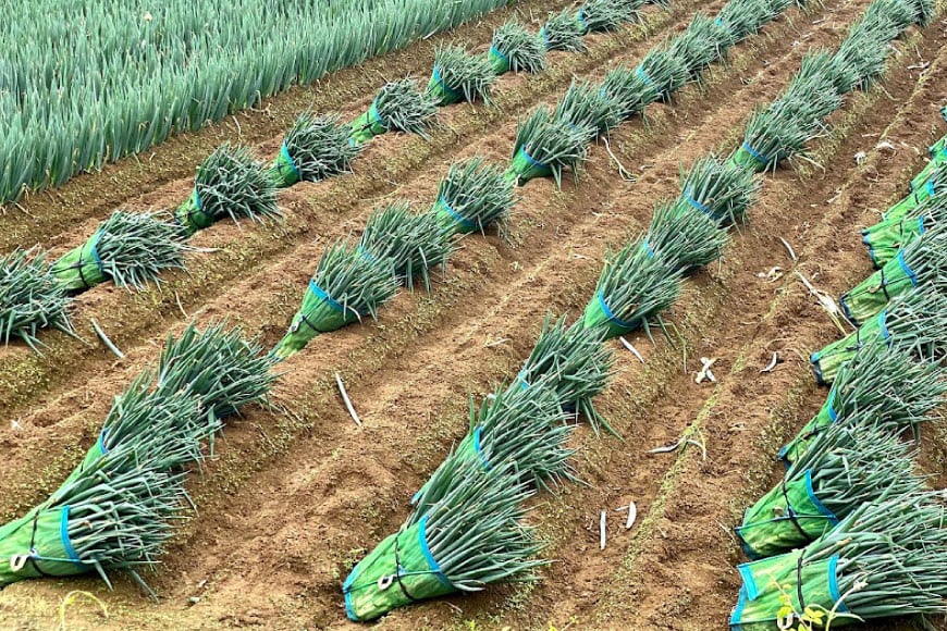 【期間限定発送】野菜 南三陸ねぎ 40〜50本 5kg前後 [グリーンファーマーズ・宮城 宮城県 南三陸町 30be0001] ねぎ 長ネギ 長ねぎ 期間限定