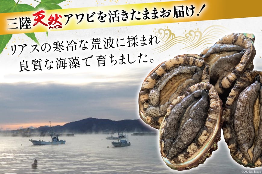 【期間限定発送】 海鮮 魚介 三陸 天然 活 アワビ Lサイズ 900g(5～6個入) [マルヤ五洋水産 宮城県 南三陸町 30al0009] 魚介類 あわび 鮑 天然 蝦夷あわび 貝 冷蔵 刺身 刺し身 活き ステーキ