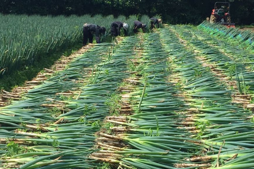 【期間限定発送】野菜 南三陸ねぎ 40〜50本 5kg前後 [グリーンファーマーズ・宮城 宮城県 南三陸町 30be0001] ねぎ 長ネギ 長ねぎ 期間限定