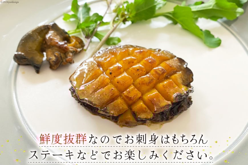 【期間限定発送】 海鮮 訳あり 三陸産 活アワビ 800g (7～8個) [マルヤ五洋水産 宮城県 南三陸町 30al0006] 魚介類 あわび 鮑 天然 蝦夷あわび 貝 冷蔵 刺身 刺し身 活き ステーキ
