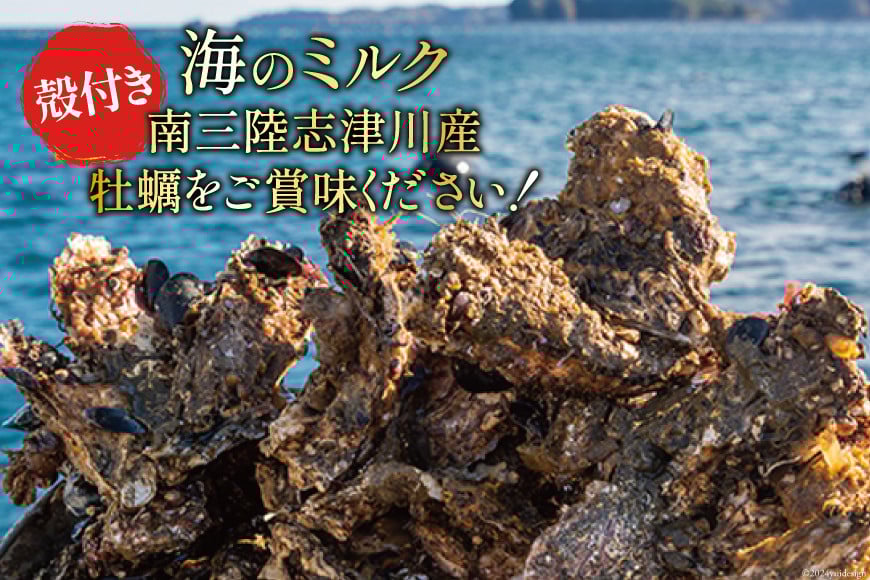 【期間限定発送】 牡蠣 南三陸志津川産 殻付き牡蠣 8.5kg 50個前後 [南三陸牡蠣倶楽部 宮城県 南三陸町 30ao0003] カキ かき 生牡蠣 魚貝類 生牡蠣 貝 海鮮 魚介類 オイスター カキフライ カキ鍋 アヒージョ 魚介 期間限定 冷蔵 新鮮 濃厚