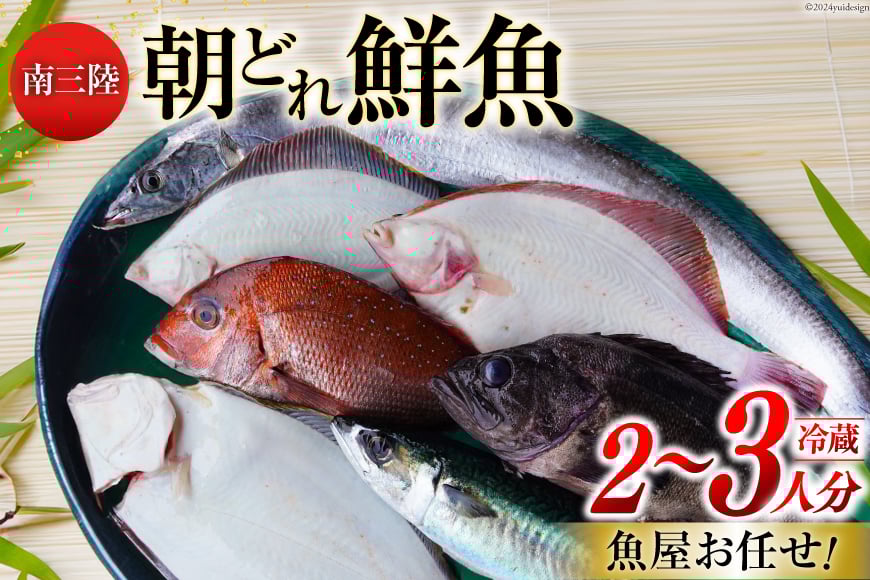 鮮魚 詰め合わせ 朝どれ鮮魚BOX 2～3人前 下処理済み [さかなのみうら 宮城県 南三陸町 30aj0006] 魚 旬 朝とれ 産地直送