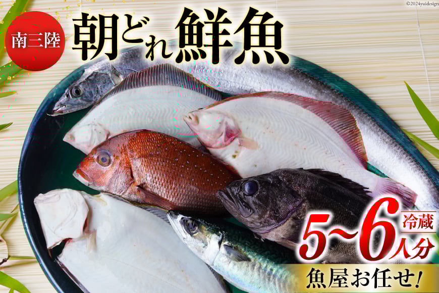 鮮魚 詰め合わせ 朝どれ鮮魚BOX 5～6人前 下処理済み [さかなのみうら 宮城県 南三陸町 30aj0007] 魚 旬 朝とれ 産地直送