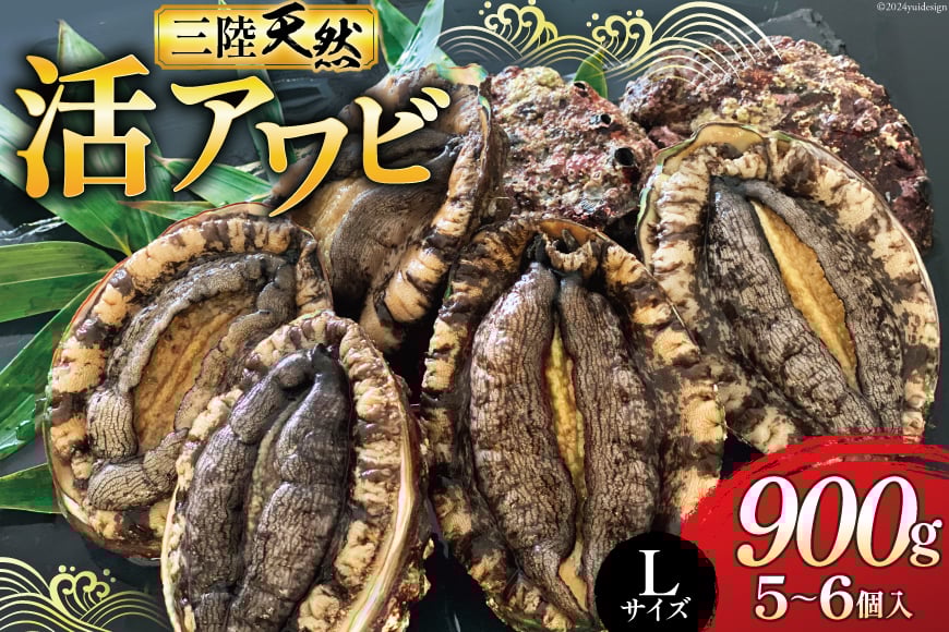 【期間限定発送】 海鮮 魚介 三陸 天然 活 アワビ Lサイズ 900g(5～6個入) [マルヤ五洋水産 宮城県 南三陸町 30al0009] 魚介類 あわび 鮑 天然 蝦夷あわび 貝 冷蔵 刺身 刺し身 活き ステーキ