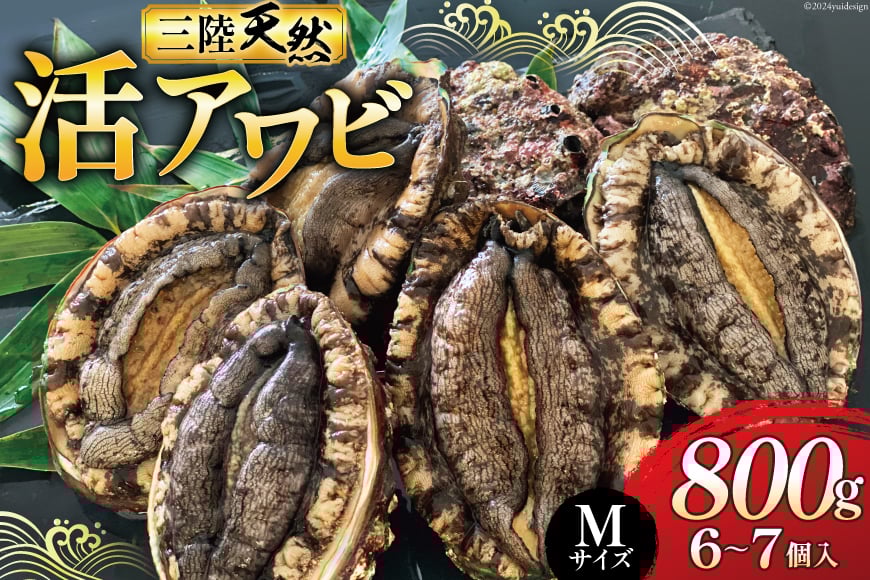 【期間限定発送】 海鮮 魚介 三陸 天然 活 アワビ Mサイズ 800g(6～7個入) [マルヤ五洋水産 宮城県 南三陸町 30al0010] 魚介類 あわび 鮑 天然 蝦夷あわび 貝 冷蔵 刺身 刺し身 活き ステーキ