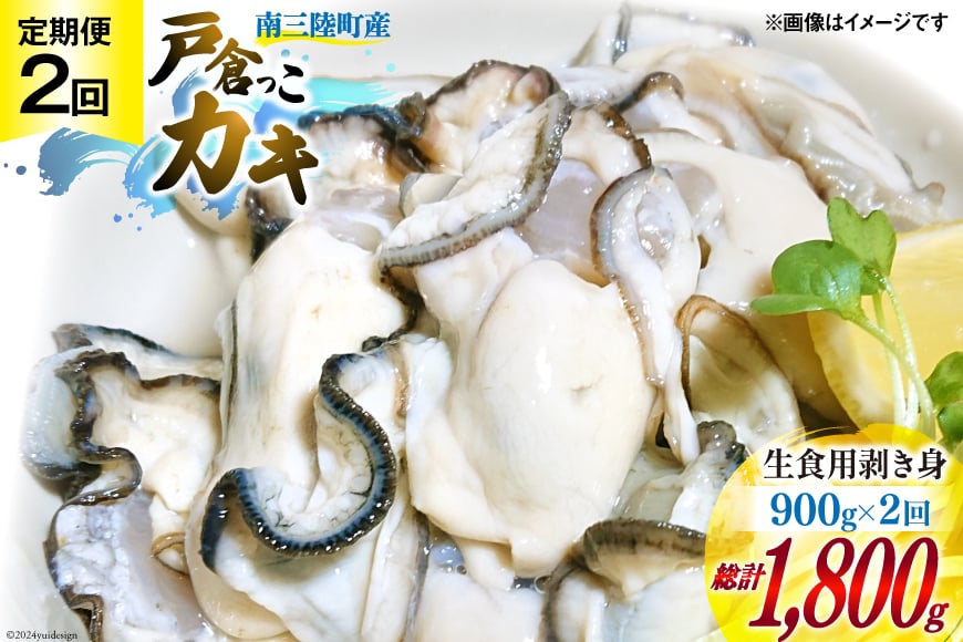 【期間限定発送】 2回 定期便 牡蠣 生食 南三陸町産 戸倉っこカキ 300g×3本 計900g [宮城県漁業協同組合志津川支所 宮城県 南三陸町 30an0004] 生カキ 生食用 剥き身 かき カキ 生ガキ むき身 むき