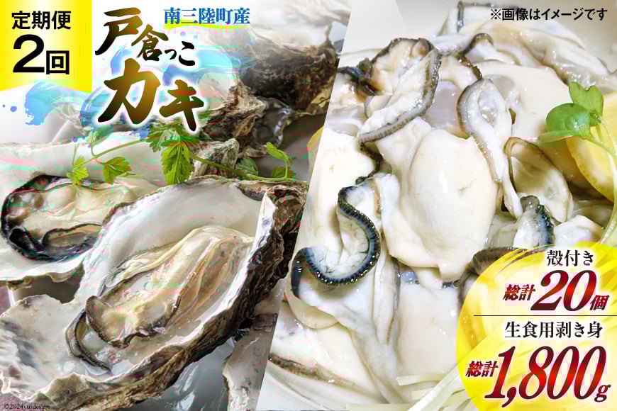 【期間限定発送】2回 定期便 牡蠣 生食 南三陸町産 戸倉っこカキ 300g×3本 計900g 殻付き牡蠣 10個 [宮城県漁業協同組合志津川支所 宮城県 南三陸町 30an0005] 生カキ 生食用 剥き身 かき カキ 生ガキ むき身 むき 殻付