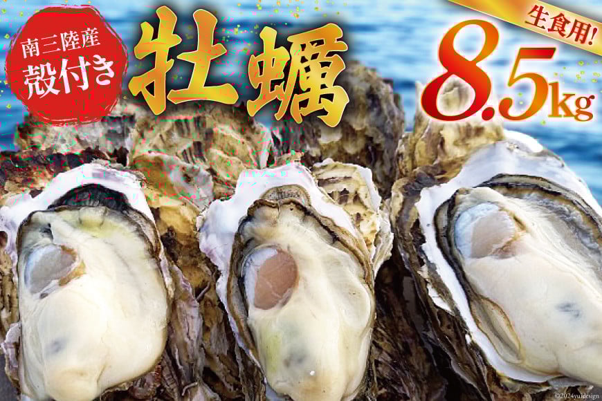 【期間限定発送】 牡蠣 南三陸志津川産 殻付き牡蠣 8.5kg 50個前後 [南三陸牡蠣倶楽部 宮城県 南三陸町 30ao0003] カキ かき 生牡蠣 魚貝類 生牡蠣 貝 海鮮 魚介類 オイスター カキフライ カキ鍋 アヒージョ 魚介 期間限定 冷蔵 新鮮 濃厚