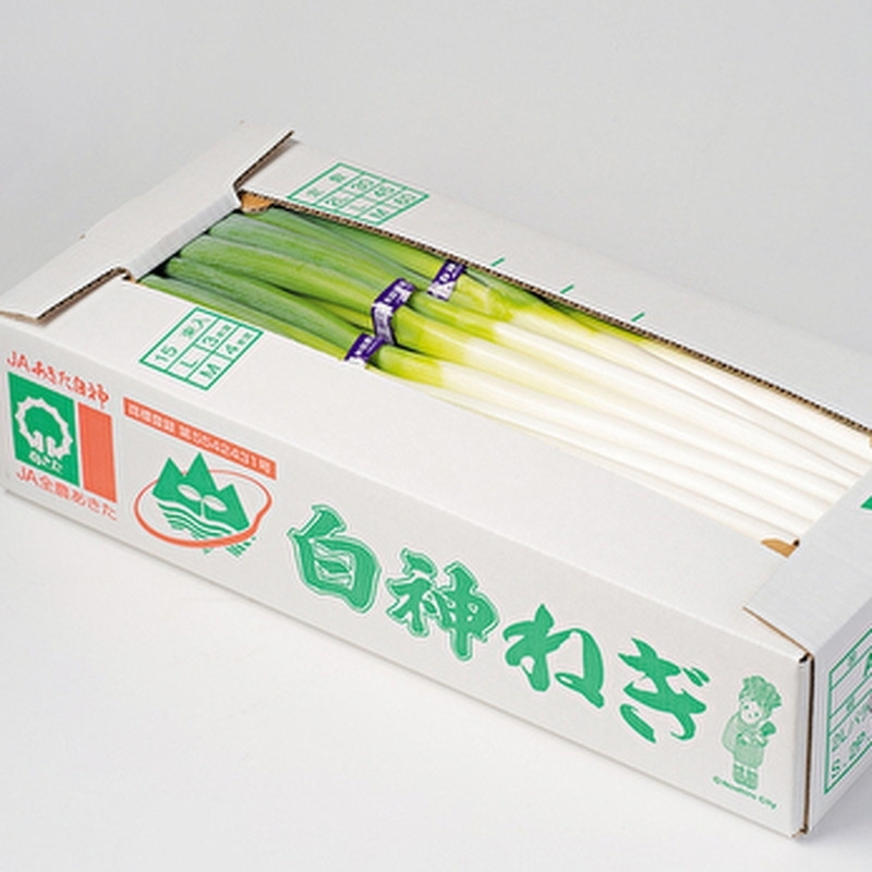 【8月～翌2月限定出荷】白神山地の麓で育った 白神ねぎ 産地直送 鍋物に最適！