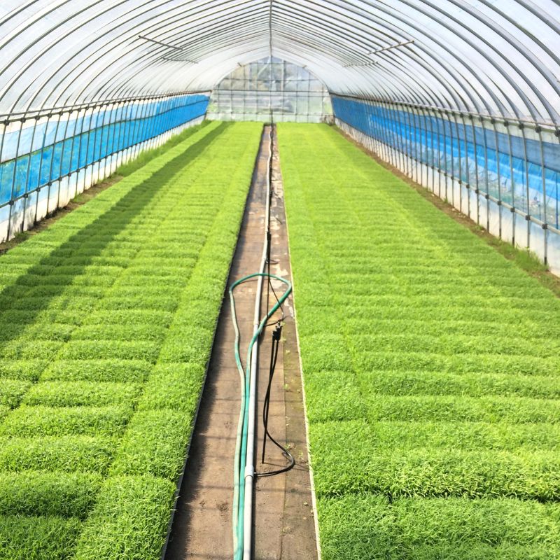 3カ月 定期便 秋田県産 あきたこまち 30kg 令和7年産  玄米 [ ご飯 ブランド米 おにぎり 本場 お米 産地直送 おこめ ごはん 秋田県 秋田 能代市 保坂米穀店  ]