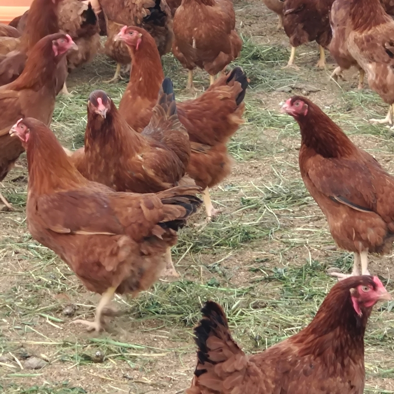 数量限定 平飼い秋田比内地鶏  200g 2パックセット  詰め合わせ  平飼い 地鶏 鶏肉 鳥肉 お肉 肉 秋田 秋田県 能代市